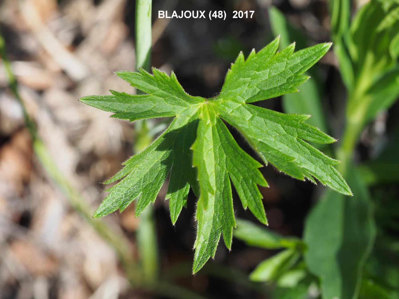 Buttercup, Meadow leaf